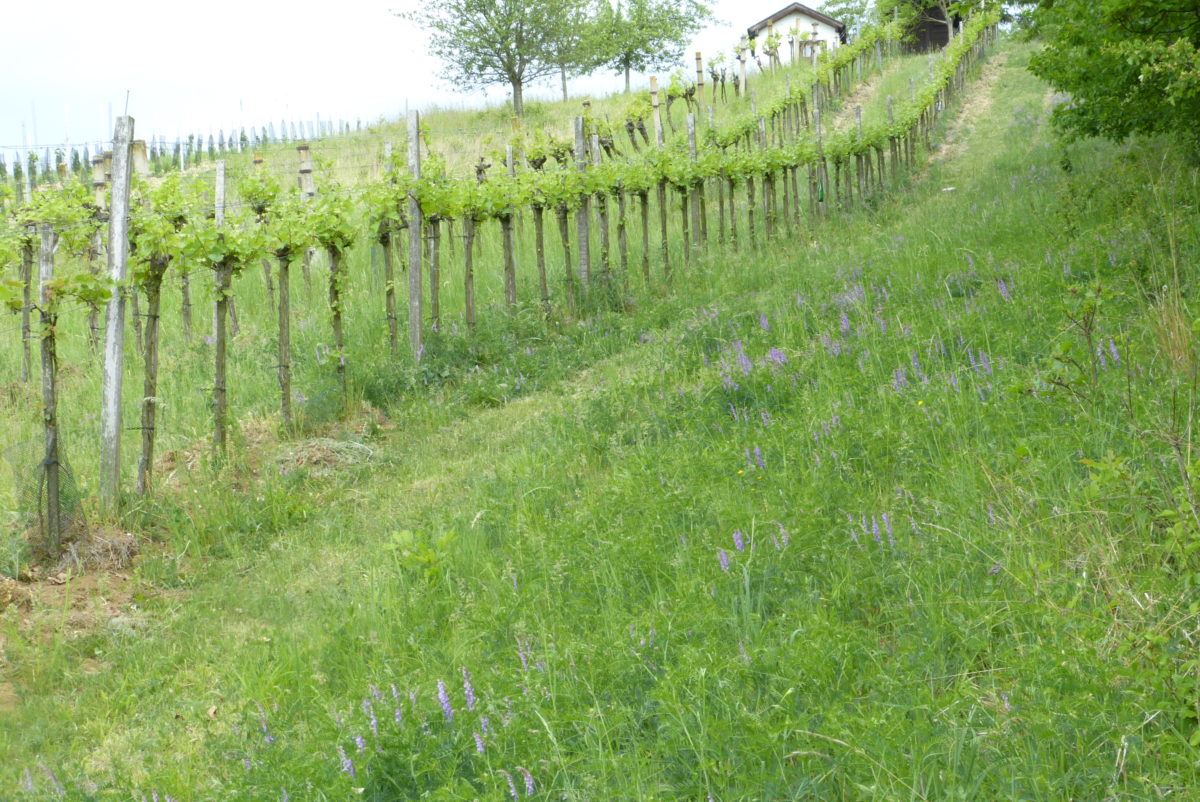 Kräuter im Weingarten